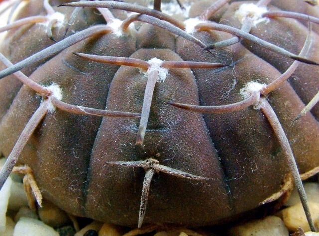 Gymnocalycium_ bodenbenderianum _ssp.bodenbenderianum_ P76c 07